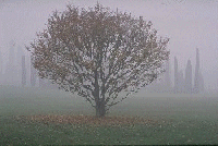 albero
