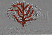 albero