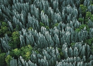 Foresta Madagascar