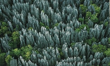 Foresta Madagascar